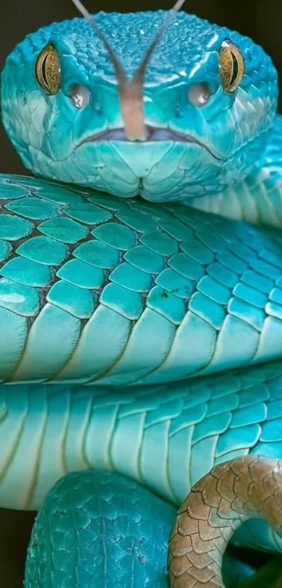 Close-up of a bright blue snake with detailed scales and golden eyes.