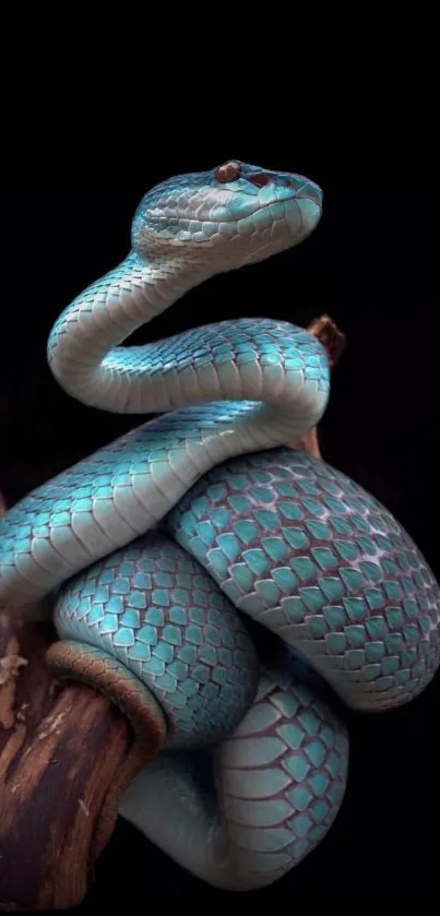 Blue snake coiled on a branch against black background.