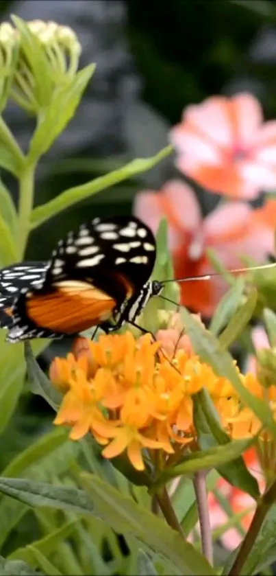 Butterfly perched on vibrant orange flowers in a lush green garden.