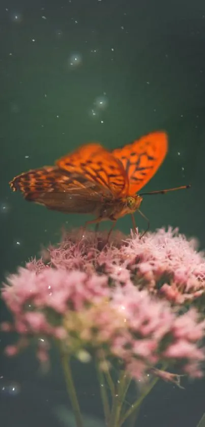 Orange butterfly on pink flowers with green background.