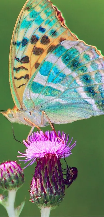 Vivid butterfly perched on a purple flower against a green backdrop.