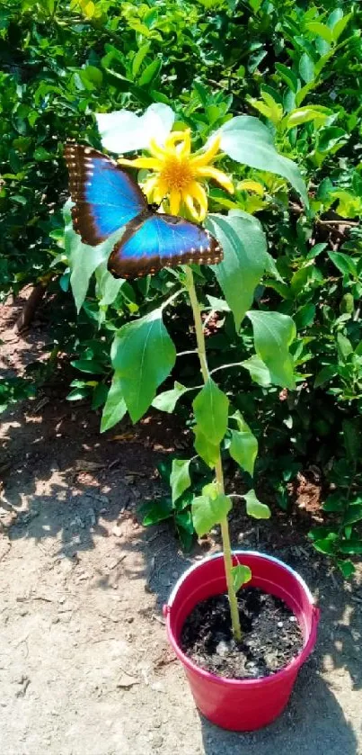 Blue butterfly perched on sunflower in green garden.