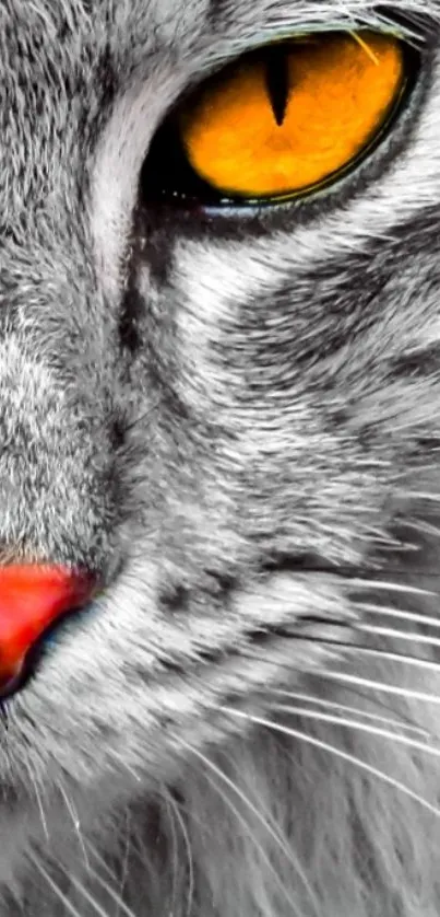 Close-up of a cat's face with striking yellow eye and detailed gray fur texture.