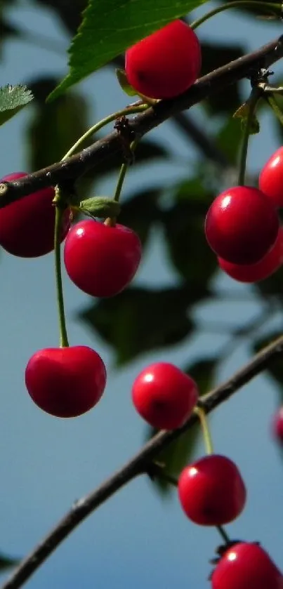 Close-up view of vibrant cherries on a green leafy branch with blue sky backdrop.