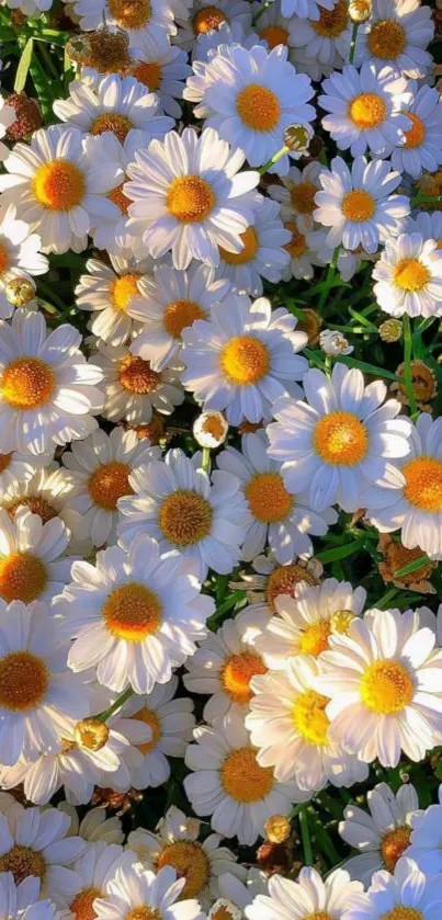 Vivid white and yellow daisies in a lush floral arrangement.