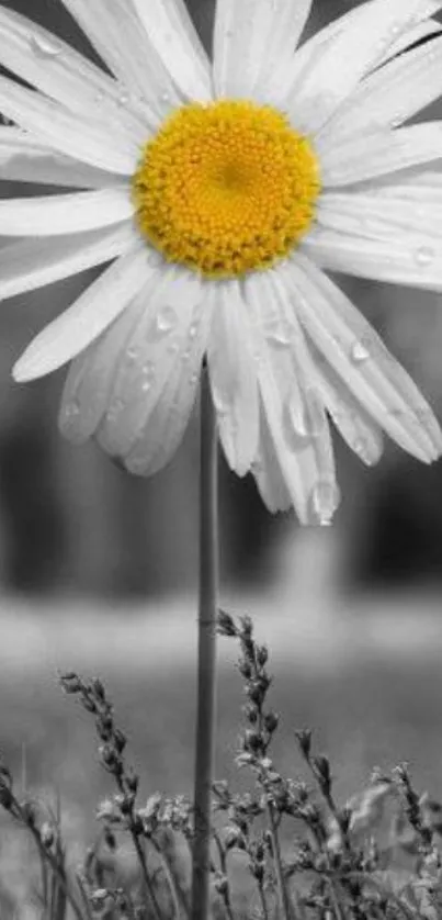 Vibrant yellow daisy with grayscale background, ideal for nature enthusiasts.