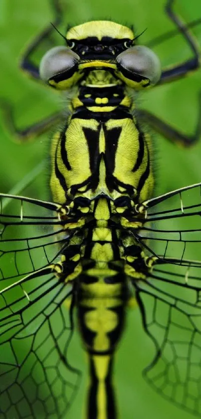 Close-up of a vibrant dragonfly on a green background.