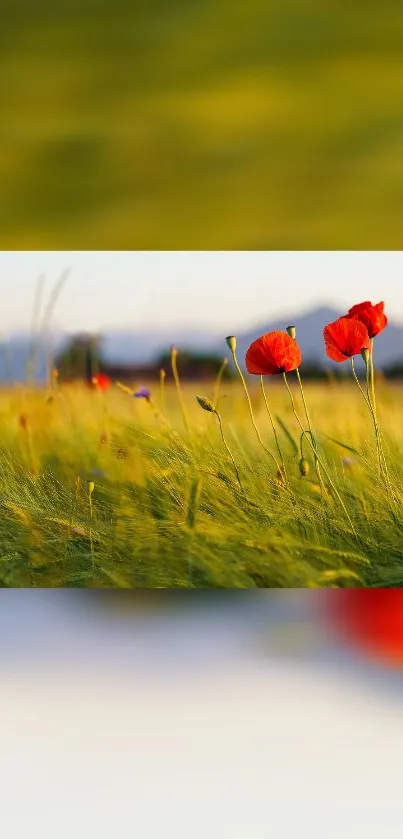 Vibrant green field with red poppies under a clear blue sky.