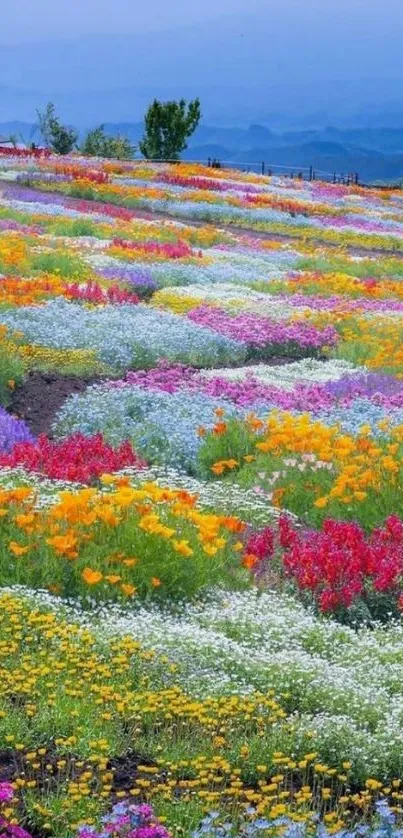 Vivid field of colorful flowers under a serene blue sky.