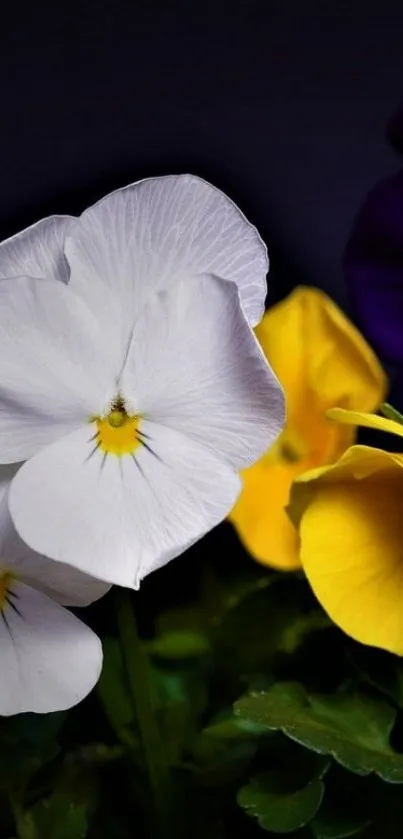 Vibrant pansy flowers with black background wallpaper.