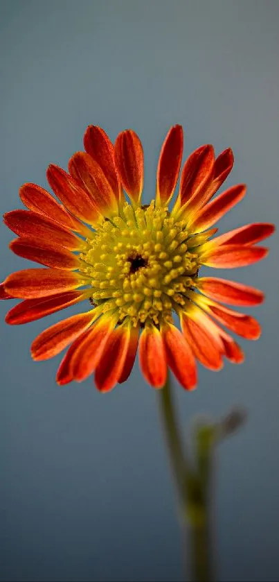 Vibrant red and orange flower against a soft blue background.