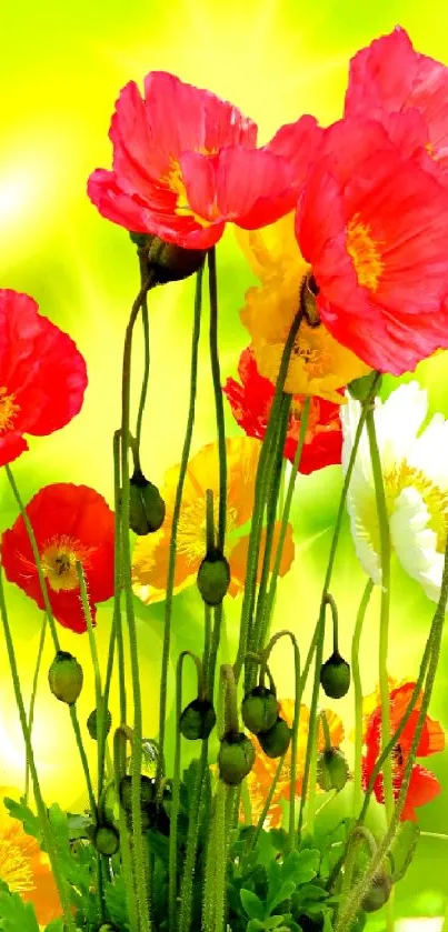 Vibrant poppy flowers with green background design.