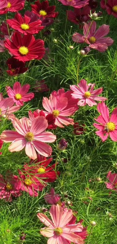 Vibrant pink cosmos flowers in green foliage.