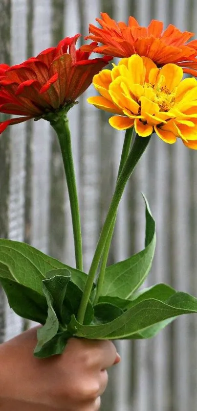 Hand holding colorful flowers against a fence.