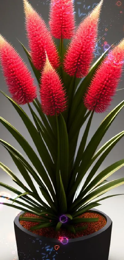 Vibrant red spiky flowers in a black pot with green leaves, set against a grey background.