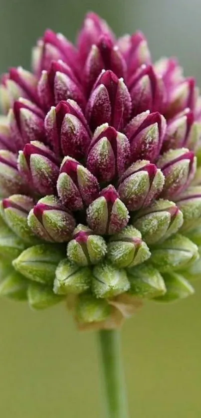 Close-up of a vibrant purple and green flower bud.