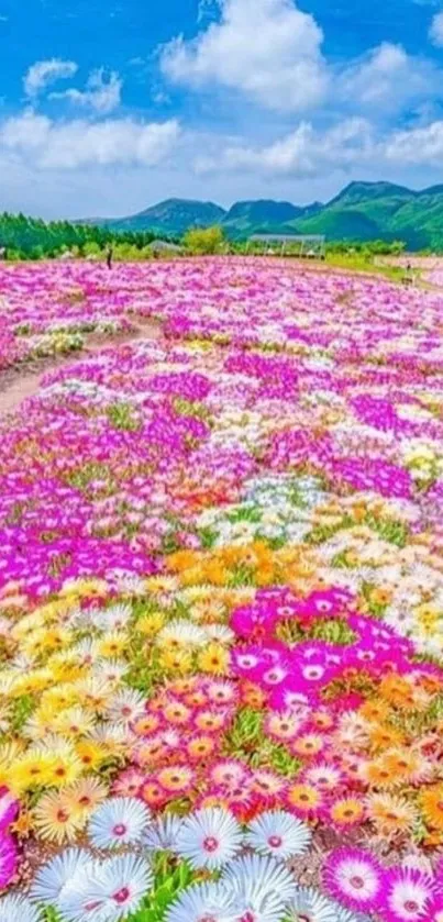 Vibrant field of colorful flowers under a bright blue sky.