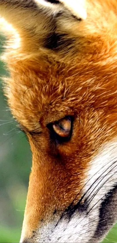 Close-up portrait of a vivid orange fox in nature.