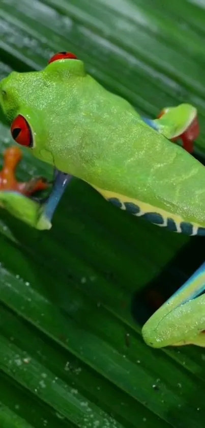 Vibrant green tree frog on a lush leaf wallpaper.