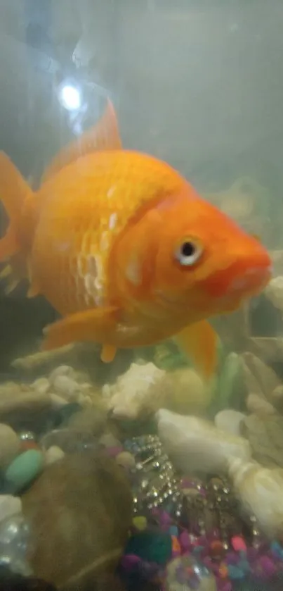 Colorful goldfish swimming inside a vibrant aquarium filled with lively pebbles.