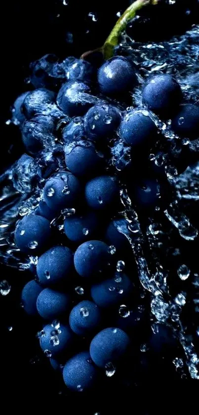 Dark blue grapes splashed with water droplets.