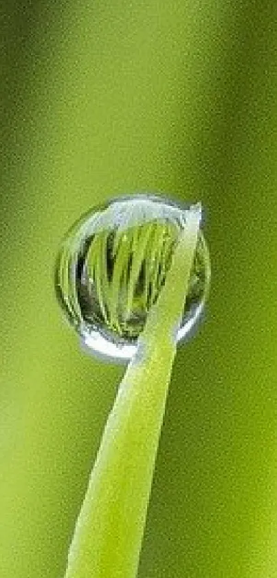 Close-up of dewy green grass blades in focus.