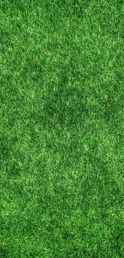 Lush green grass mobile wallpaper background.