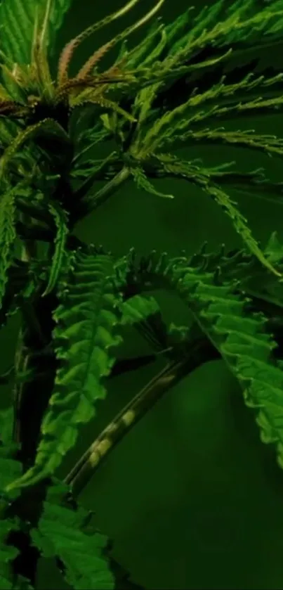 Close-up view of a green leaf with detailed texture.