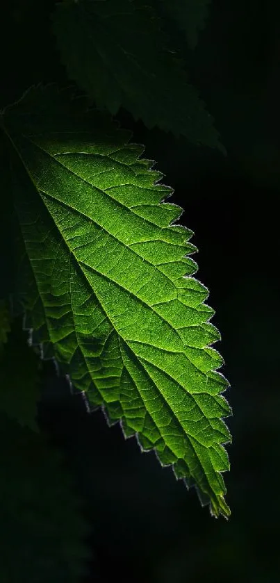 Vivid green leaf against dark backdrop for mobile wallpaper.