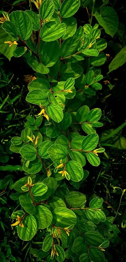 Vivid green leaves with textured details on a dark, natural background.