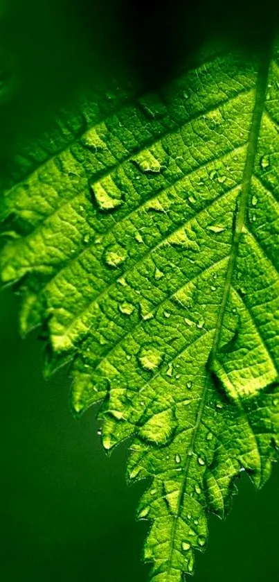 Close-up of a vibrant green leaf with dewdrops.