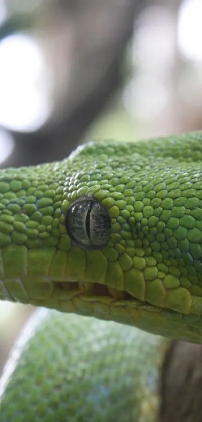 Close-up of a vibrant green snake in its natural habitat.