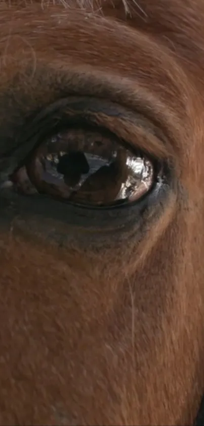 Close-up of a horse's eye showcasing intricate details.