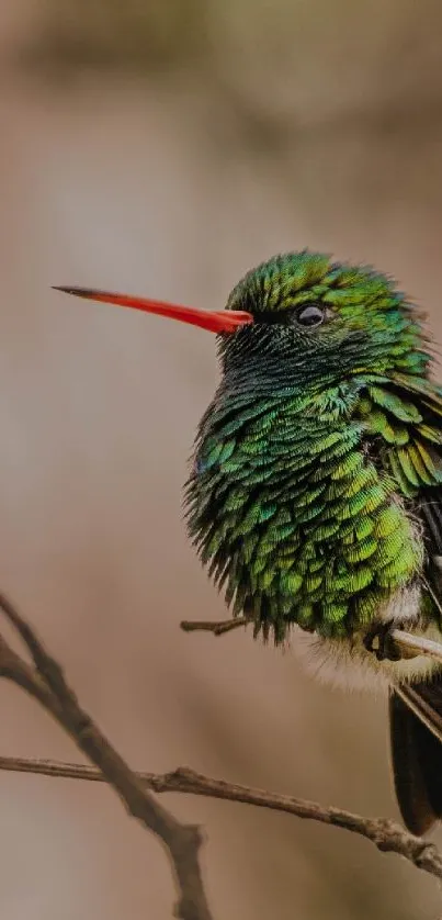 Vivid hummingbird perched on branch with vibrant green feathers.