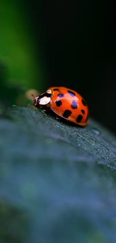 Vivid ladybug on a dark green leaf in a stunning nature-themed wallpaper.