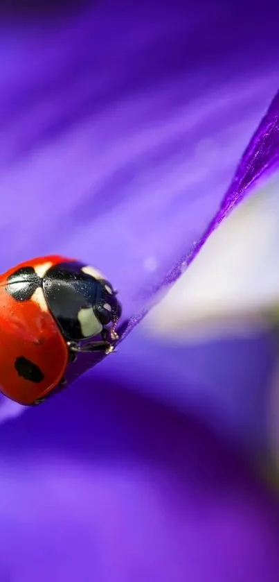 Vibrant ladybug on a vivid purple petal close-up.