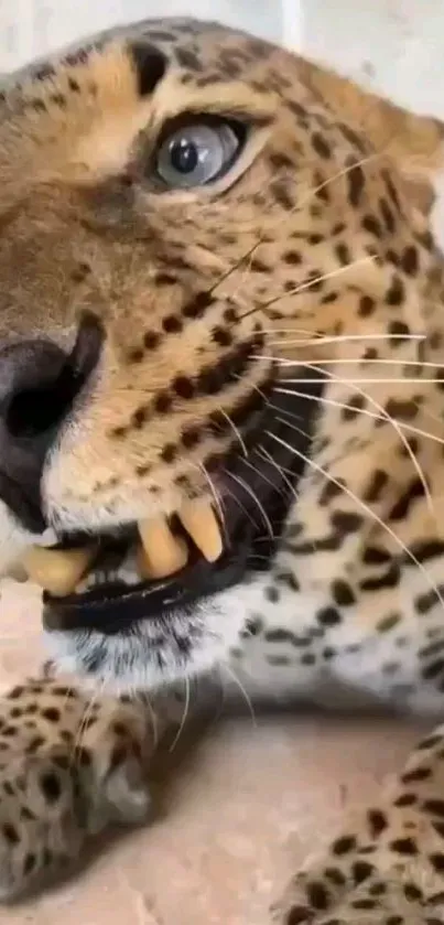 Close-up of a leopard showing detailed spots and intense gaze in natural setting.