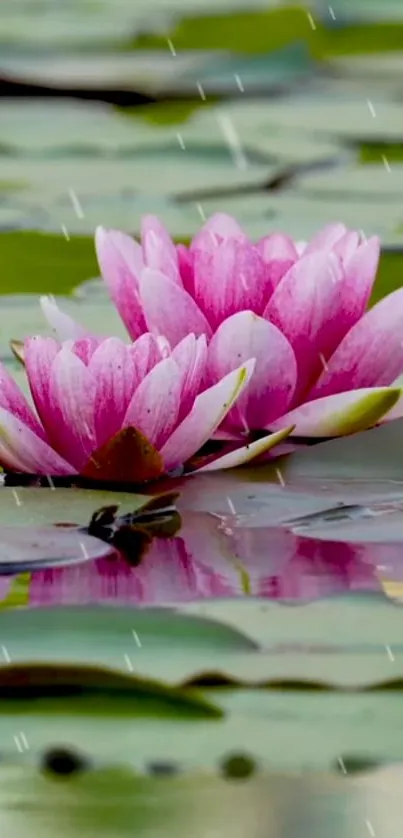 Pink lotus flowers in rain on a tranquil pond scene.