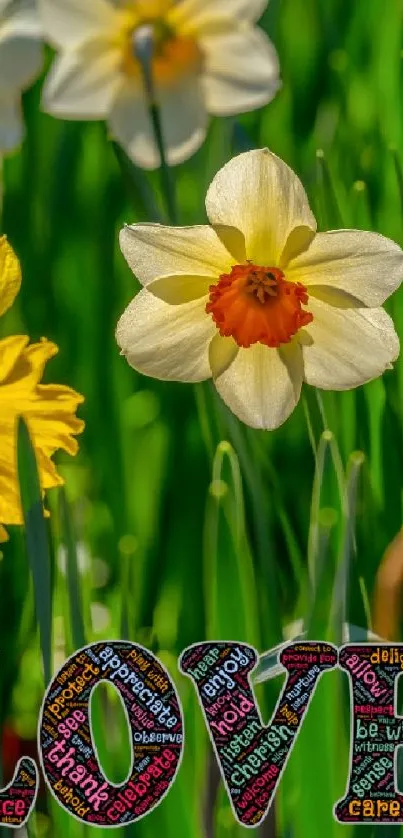 Vibrant daffodil flowers with love typography in green field.