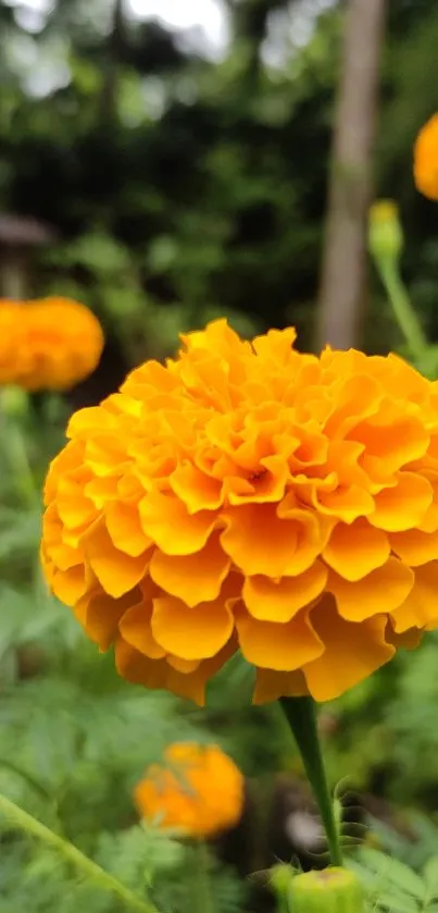 A vivid marigold flower with bright orange petals in a natural garden setting.