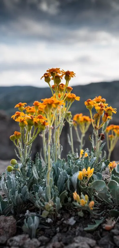 Vibrant orange flowers with mountain backdrop in wallpaper.