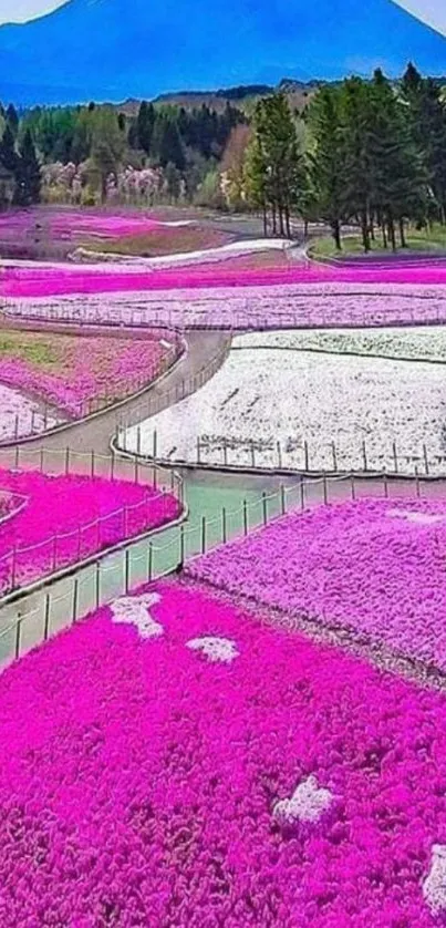 Mountain and field of vibrant pink flowers under a bright blue sky.