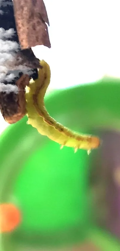 Close-up of caterpillar on twig with green and purple background.