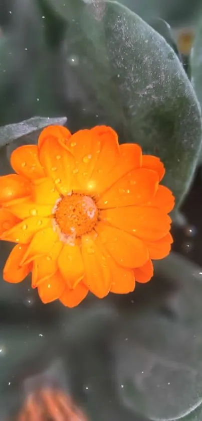 Close-up of an orange flower with dewdrops, surrounded by green leaves.