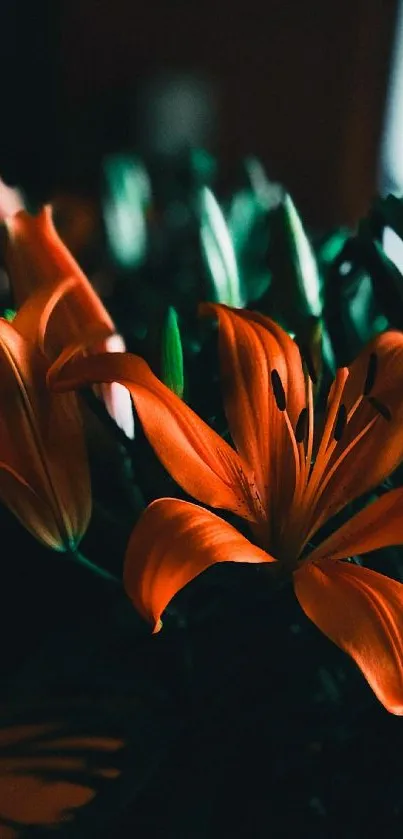 Vibrant orange lily flower with dark green leaves in background.