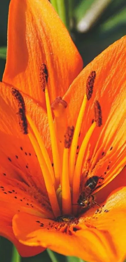 Close-up of a vibrant orange lily flower in bloom.