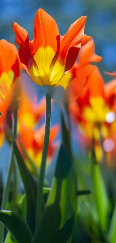 Vibrant orange tulips with yellow details against a blue backdrop.