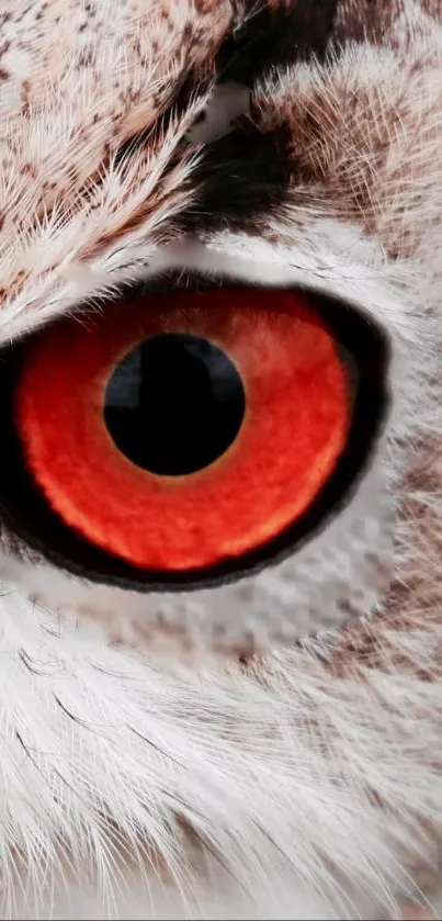 Close-up view of an owl's vivid red eye in stunning detail.