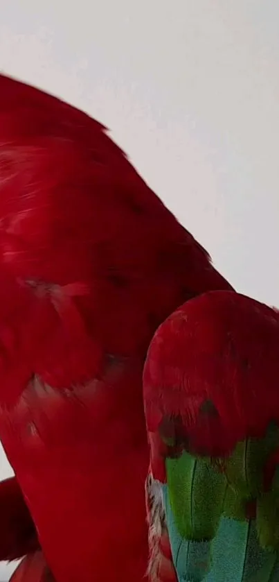 Vivid red parrot feathers captured in detail.