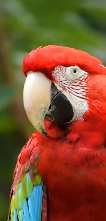 A vivid red parrot with green and blue feathers on a mobile wallpaper.